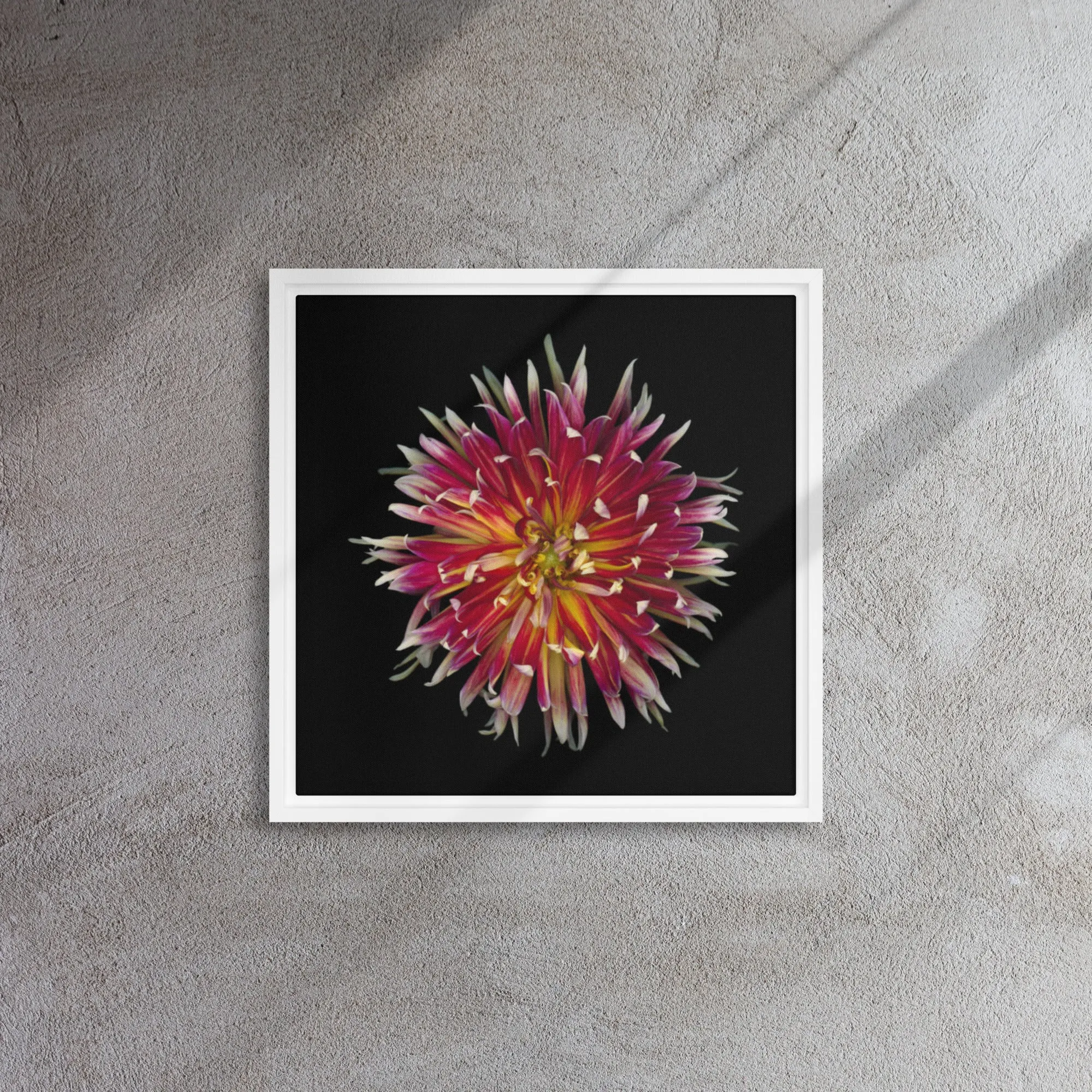 Fiery Dahlia Framed Canvas Print