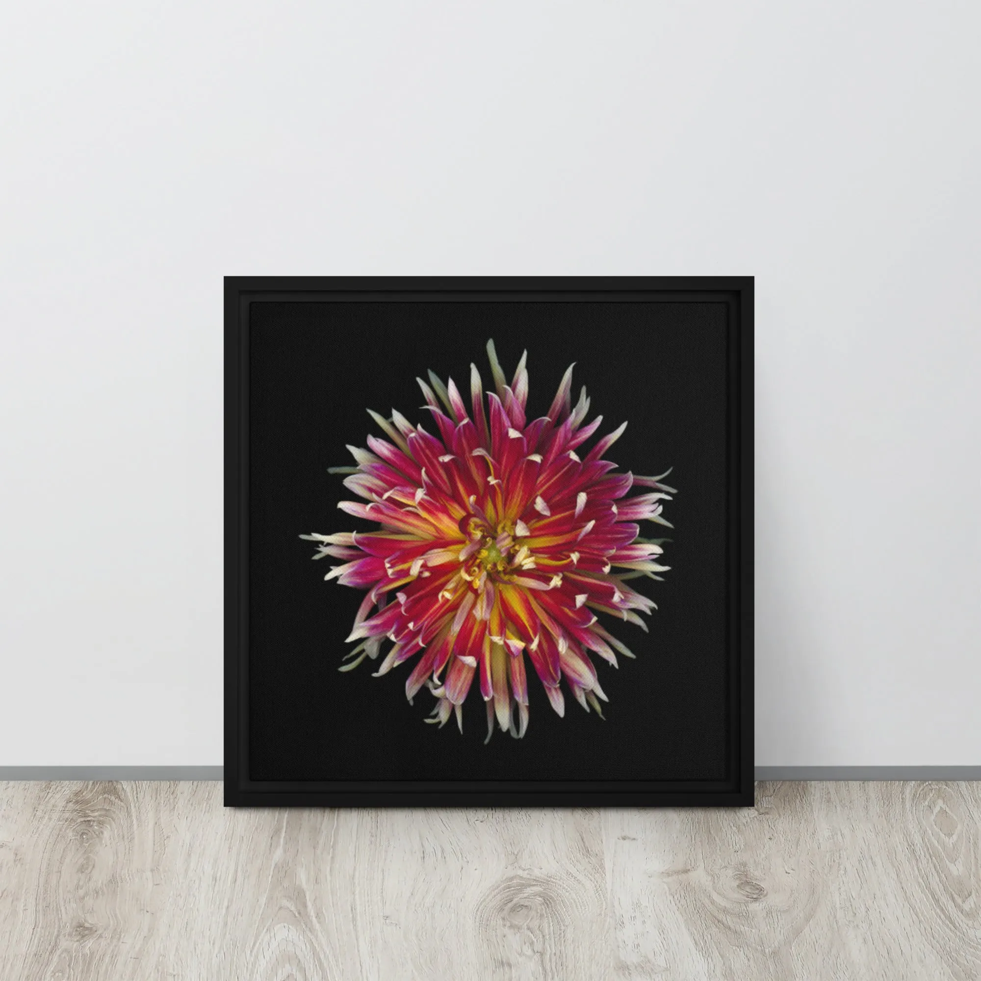 Fiery Dahlia Framed Canvas Print