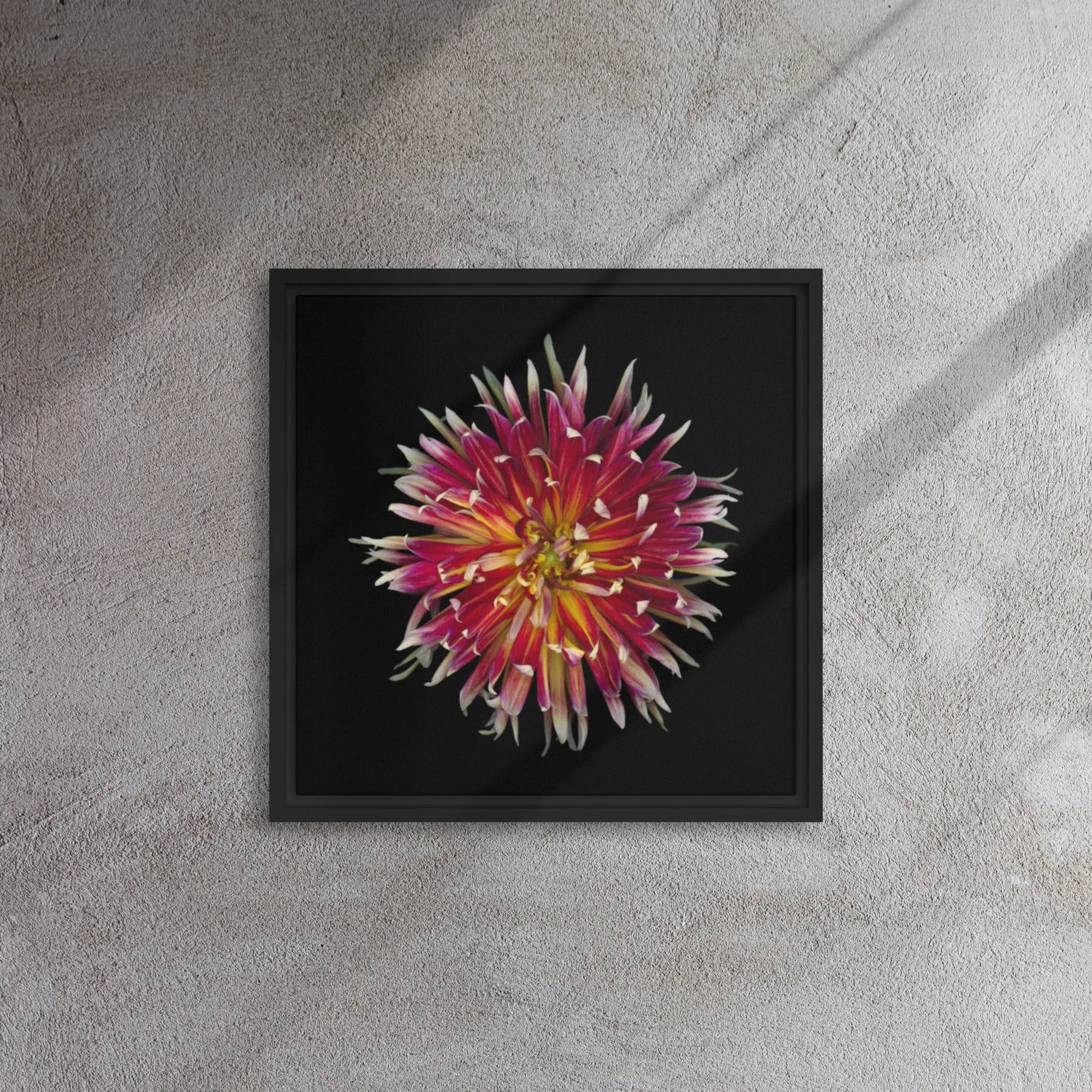 Fiery Dahlia Framed Canvas Print