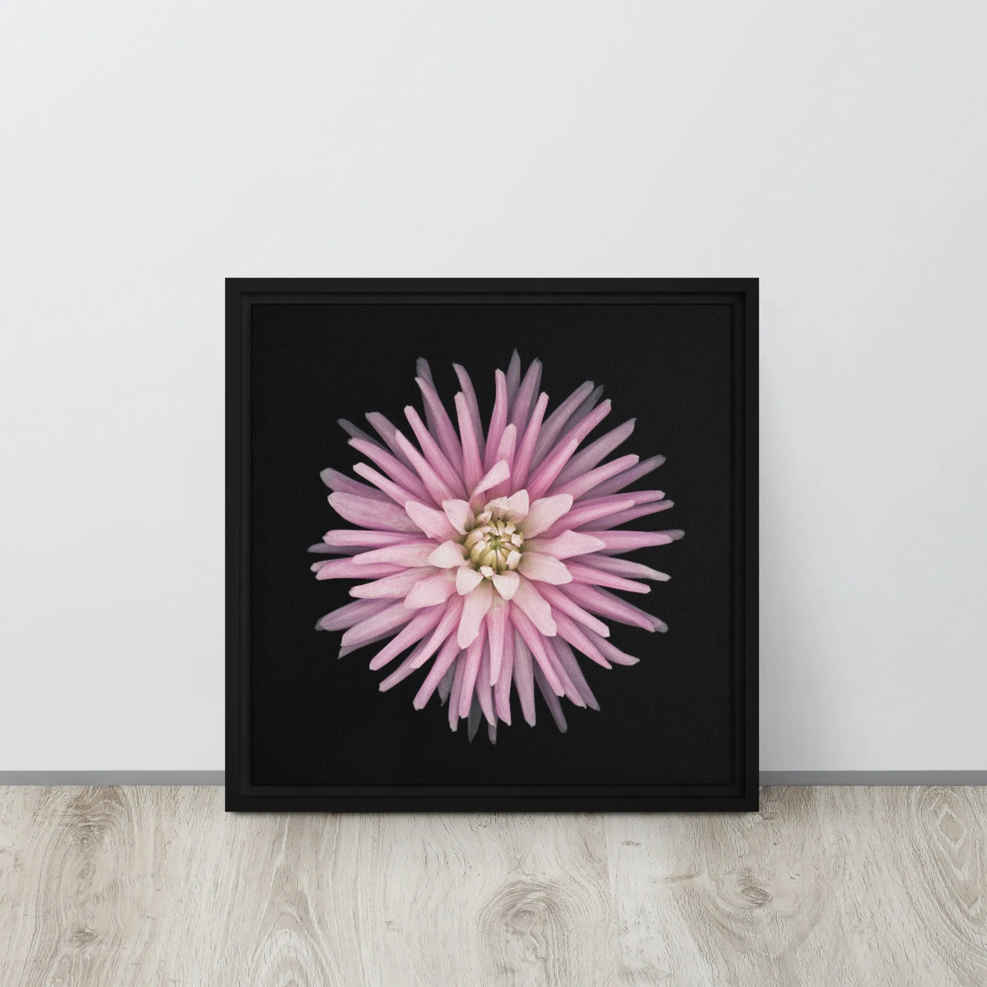 Pink Dahlia Framed Canvas Print