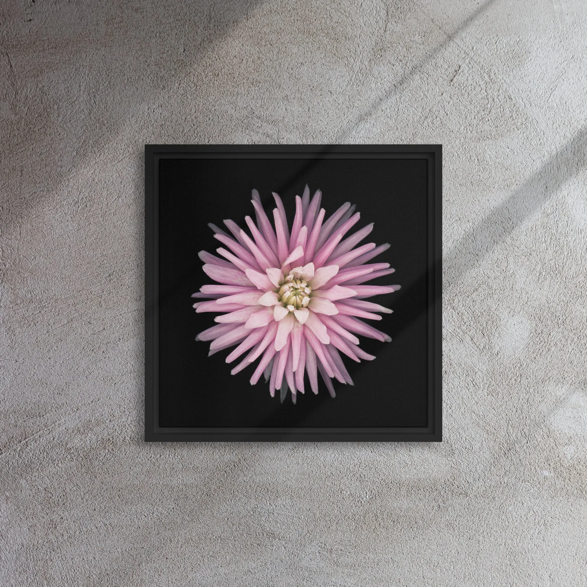 Pink Dahlia Framed Canvas Print