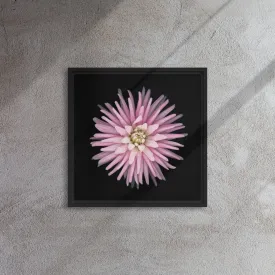 Pink Dahlia Framed Canvas Print