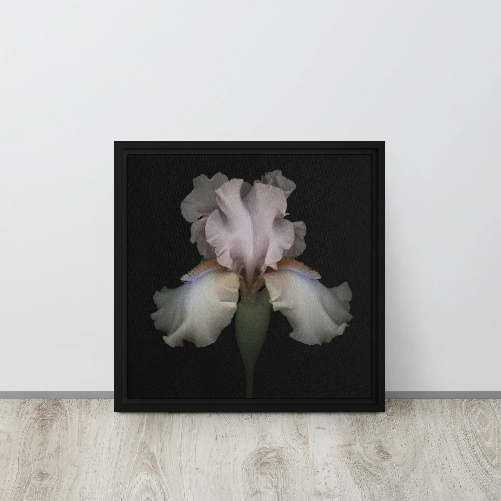 White Bearded Iris Framed Canvas Print