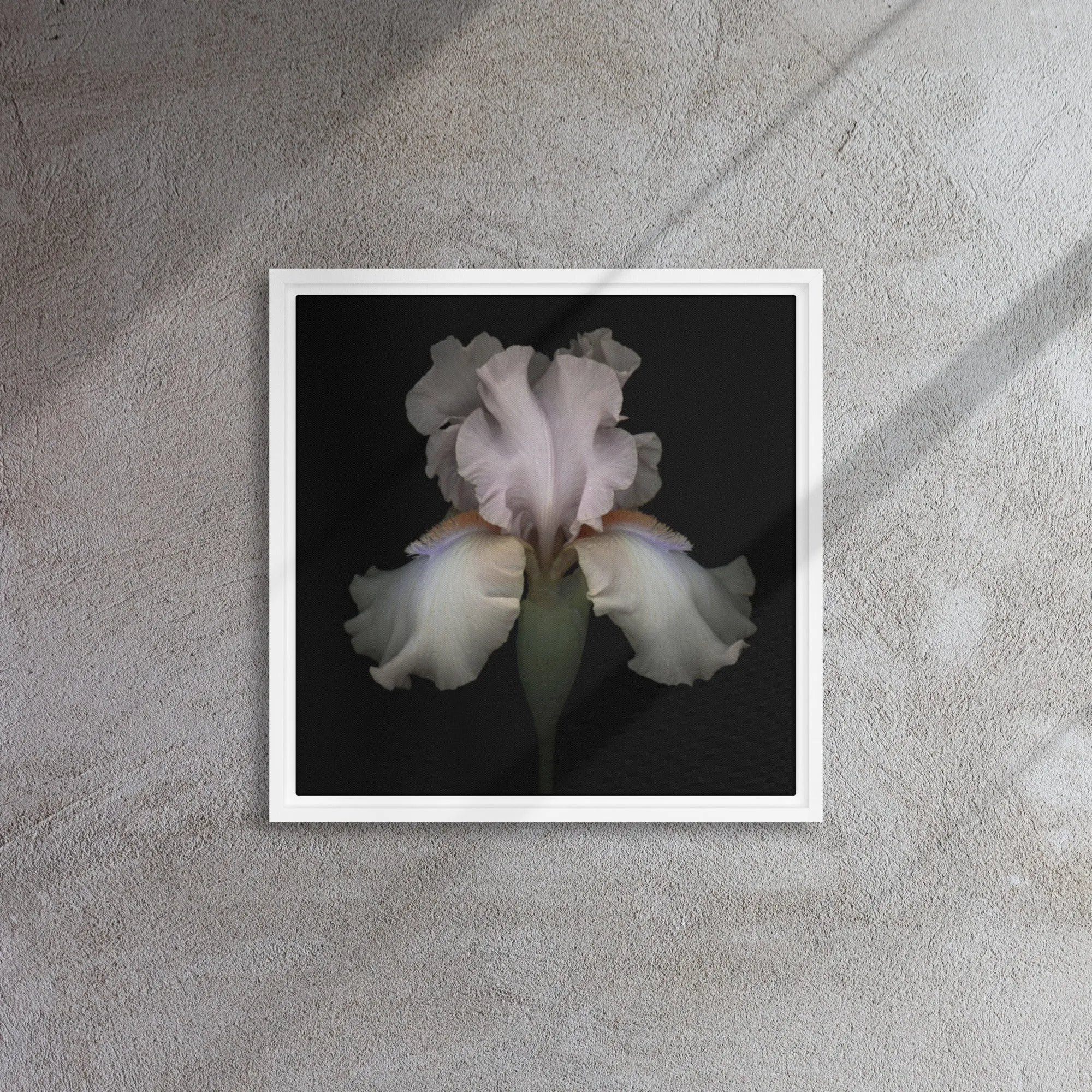 White Bearded Iris Framed Canvas Print